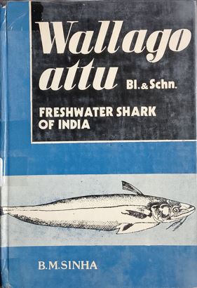 wallago attu -freshwater shark in india