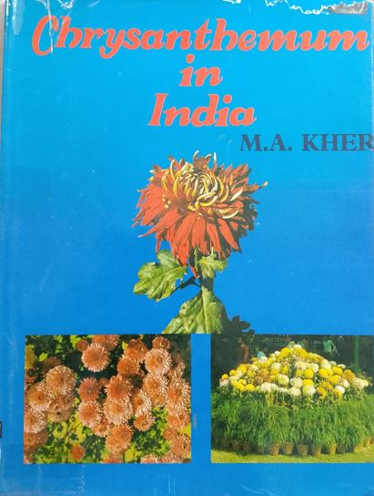 Chrysanthemum in India
