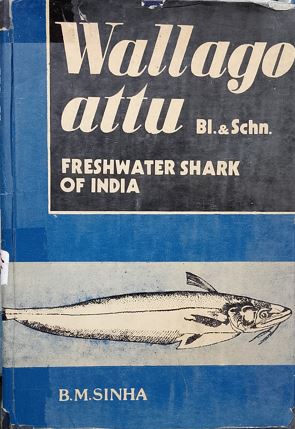 Wallago Attu : Freshwater Shark Of India