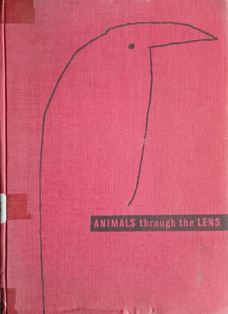 Animals Through The Lens